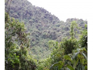 bosque nogal conservación 03