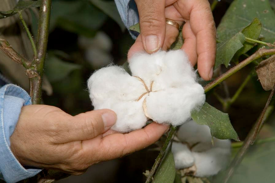 plaga algodon
