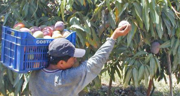 Obra de defensas ribereñas deja sin agua a agricultores del Medio Piura