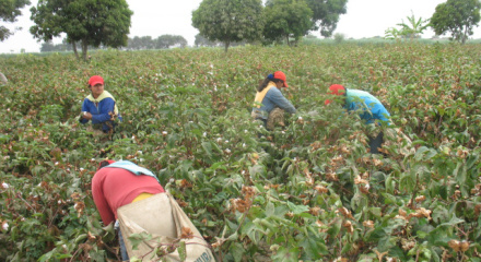 agricultores sapillica