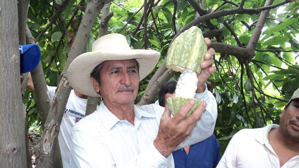 cacao agricultor