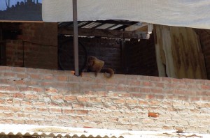 mono choro cautiverio ok