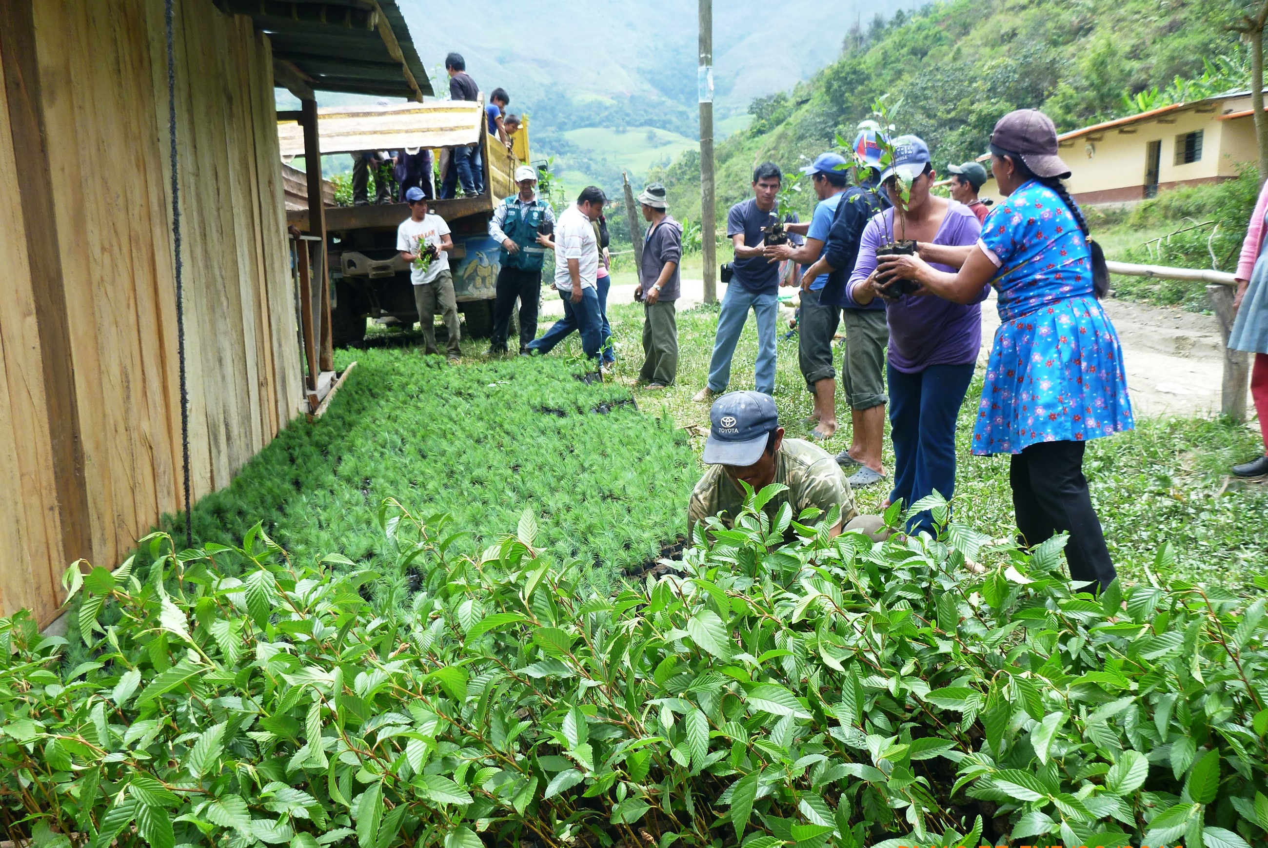 serfor plantones hbba