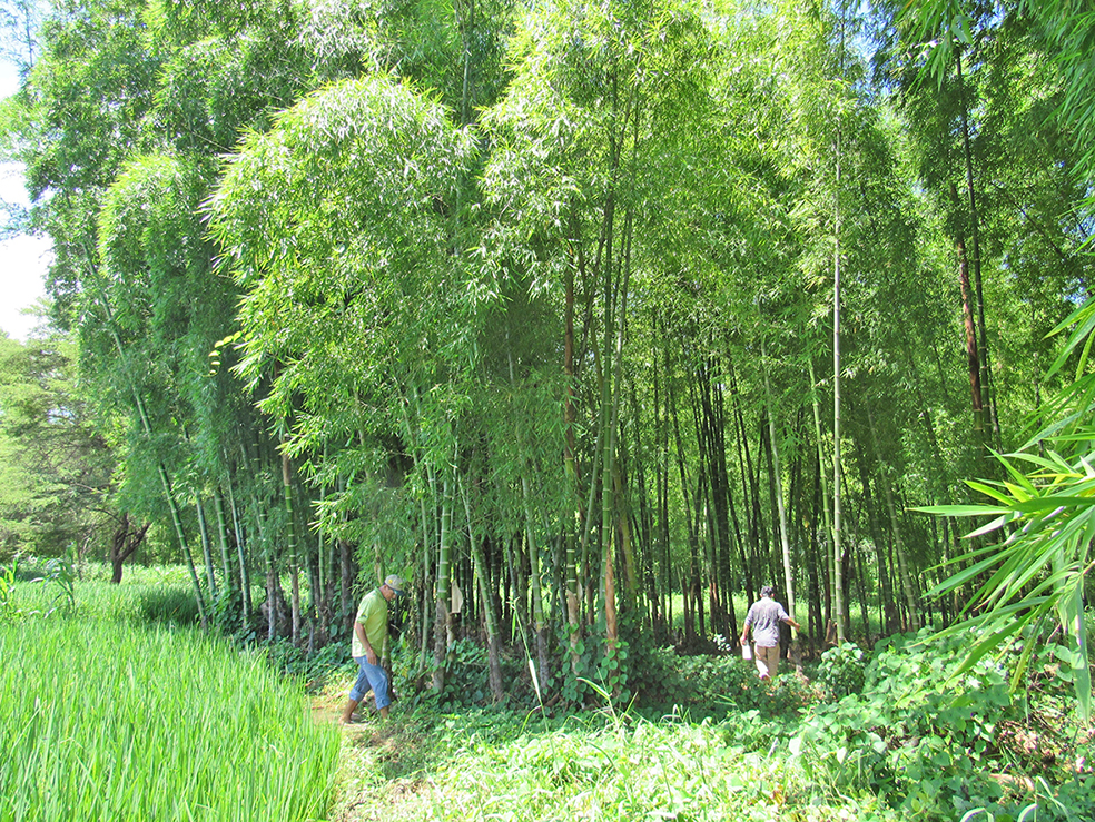 cañas guayaquil sapillica 2