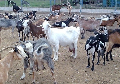 cabras-500x350