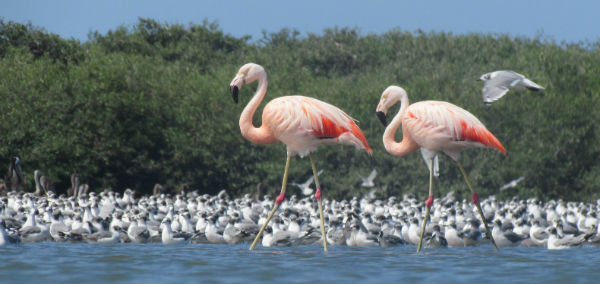 san-pedro-de-vice-600pix