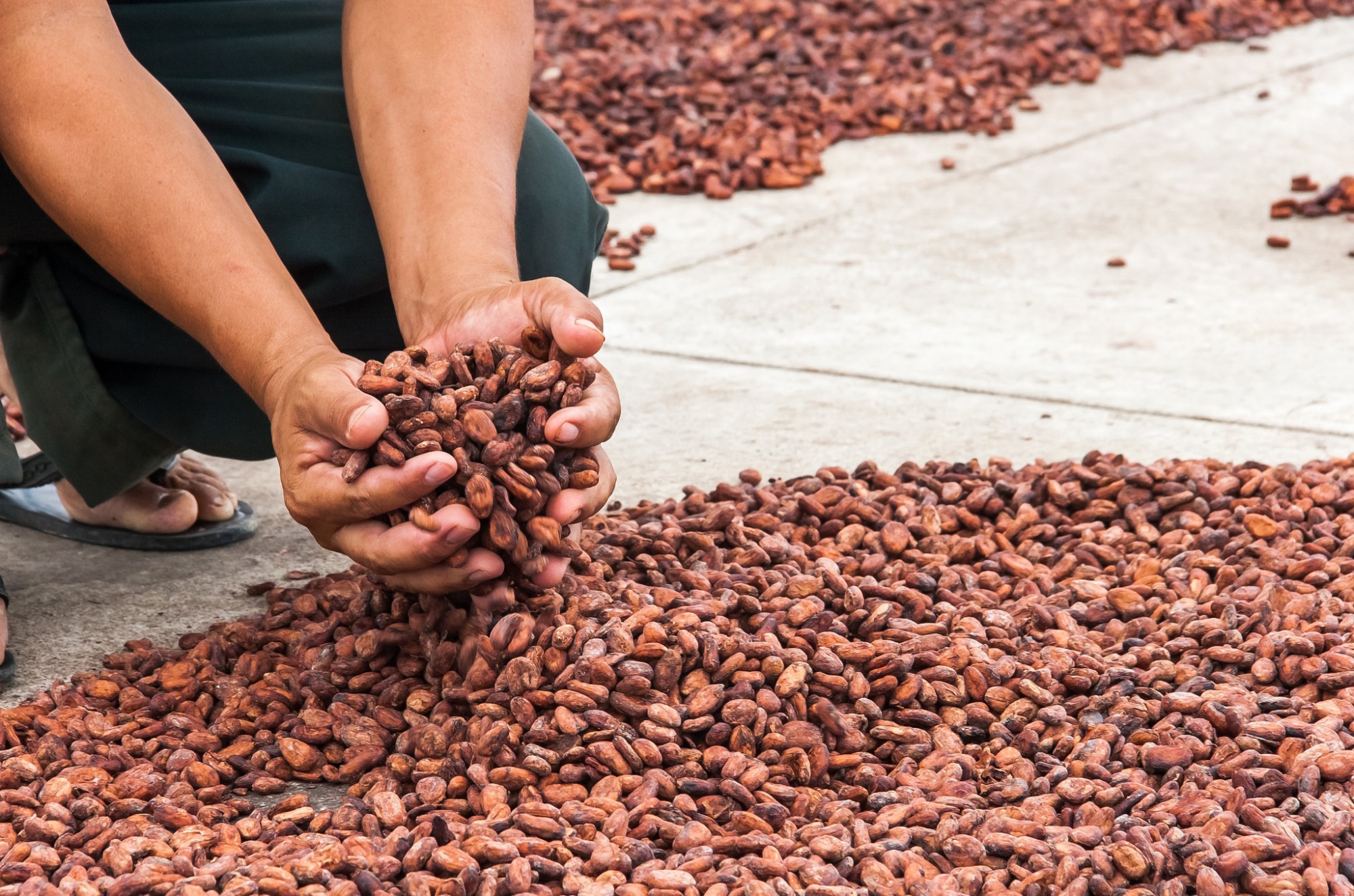 cacao