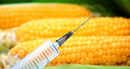 maiz-transgenico