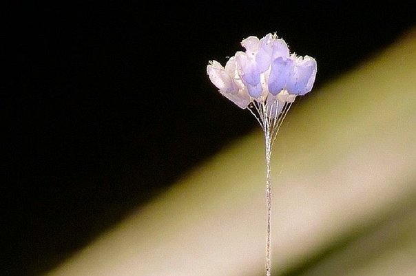 flor-que-crece-cada-3000-an-jpg_604x0