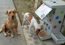 Perros callejeros ya tiene donde alimentarse gratis