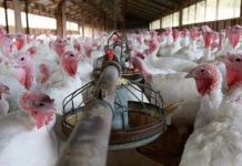 ¿Cuántos pavos se ofertarán a nivel nacional por Navidad y Año Nuevo?