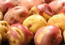 Pequeños productores venderán desde mañana papa a S/ 0.80 el kilo