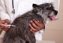 Confirman 14 casos de rabia canina en lo que va del año en el sur del país