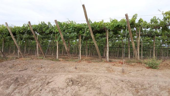 cultivos-tambogrande