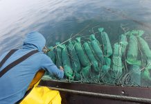 40% de producción de concha de abanico se perdió por ingreso del río al mar