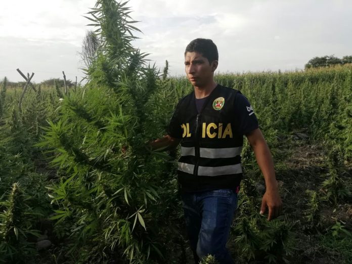 policia-marihuana-chipillico