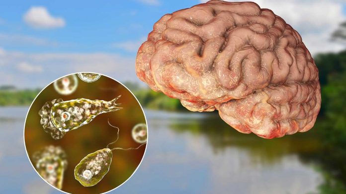 ameba-come-cerebro