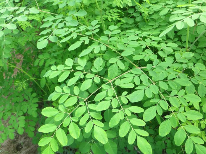 moringa_anemia_desnutrición