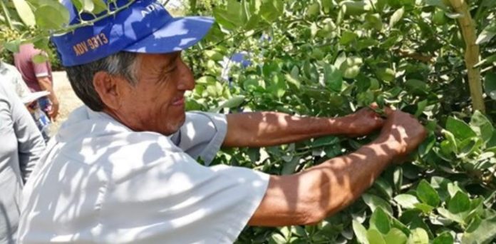 senasa_liberación_insectos