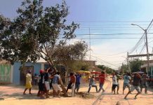 SERFOR exhorta a no talar los algarrobos para los yunces de carnavales