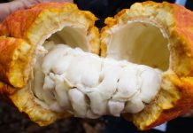 National Geographic: cacao blanco de Piura es el mejor del mundo