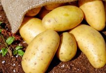 Especialista sostiene que transgénicos son un riesgo para las variedades nativas de papa y maíz