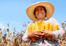 Transgénicos en Perú: Congreso aprueba dictamen para impedir su ingreso hasta el 2035