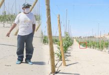 Empresa San José extiende plantaciones de uva sobre la gruta de comunero asesinado durante invasión de sus tierras