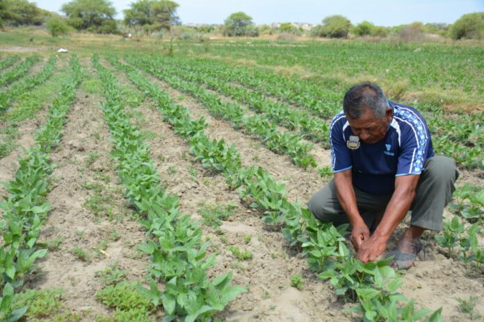 agricultor-bajo-medio-piura-e1582253688444