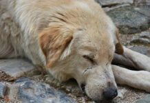 La Unión: 15 perros mueren envenenados