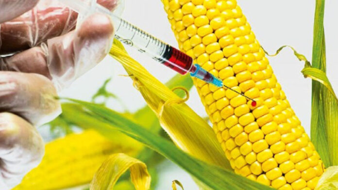 cultivos-TRANSGENICO