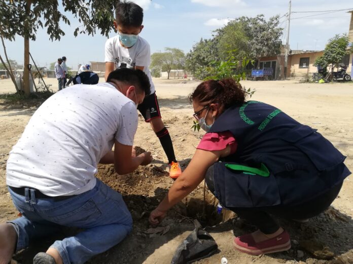 reforestacion (2)