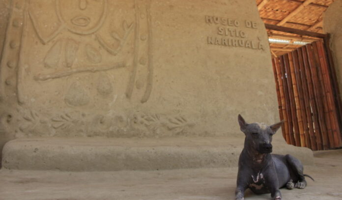 museo - narihualá (4)