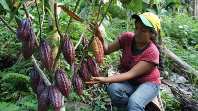 cacao puno