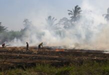 Defensoría pide a la Fiscalía investigar las causas del incendio en las plantaciones de Caña Brava