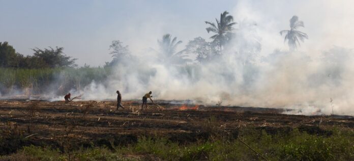 quema de caña referencial