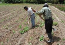 Fertiabono: más de 60 mil familias en San Lorenzo son afectadas por el retraso en la entrega