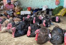 Conoce el precio de los productos para la ceña navideña