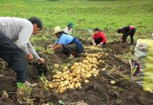 Piura siembra papa con semilla botánica para no depender del sur peruano Imagen referencial / Foto: Radio Centinela.