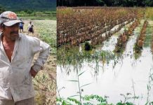 Piura: agricultores perdieron más de S/ 72 millones en hectáreas de cultivo