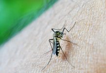 Conoce los síntomas y etapas del dengue