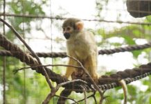 Piura: conoce al zoológico que rescata a animales silvestres víctimas del tráfico ilegal