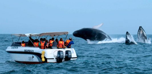 Avistamiento de ballenas en Máncora genera un flujo económico de S/ 2 millones diarios