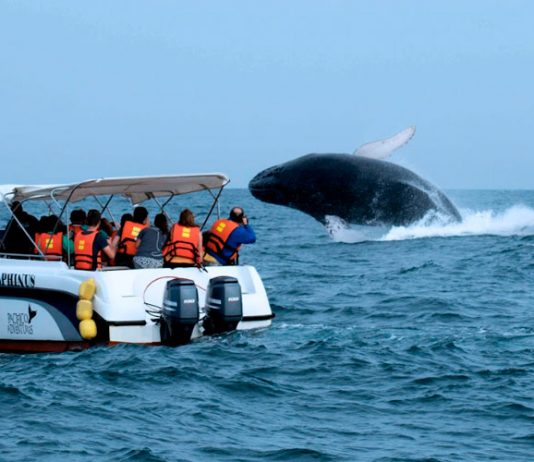 Avistamiento de ballenas en Máncora genera un flujo económico de S/ 2 millones diarios