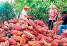 ADEX: existen buenas expectativas para la exportación de cacao este 2023