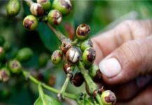 Agricultores de Alto Piura afectados por plagas piden atención del Ejecutivo