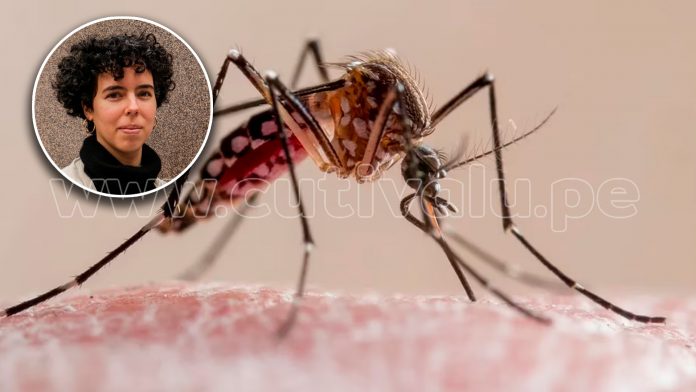 Mosquito del dengue