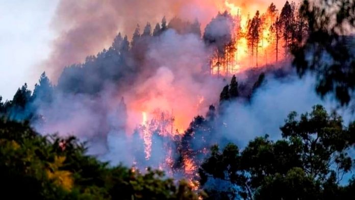 Incendio forestal en Apurimac