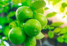 Piuranos responden a ministro: “Limón es indispensable en la comida”