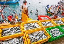 Sechura: Pescadores de anchoveta anuncian protesta por crisis económica